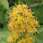 Solidago squarrosa