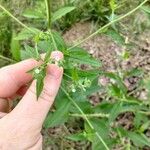 Hackelia virginiana Flower