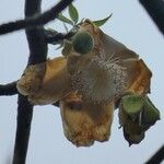 Adansonia digitata 花
