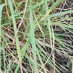 Dichanthium annulatum पत्ता