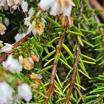 Erica lusitanica Leaf