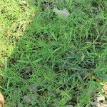 Paspalum repens Hábito