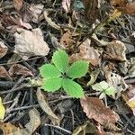 Panax quinquefolius Blad