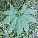 Arisaema dracontium Leaf