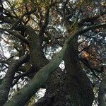 Euclea crispa Bark