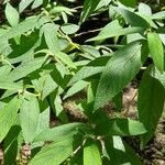 Debregeasia longifolia Liść
