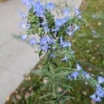 Salvia azurea 花