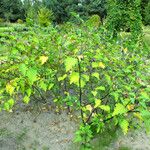 Nicandra physalodes Habit