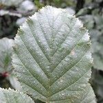 Alnus alnobetula Liść