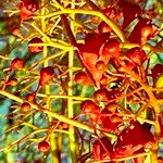 Brachychiton acerifolius Flower