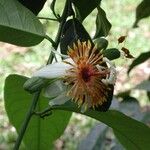 Passiflora pittieri Õis