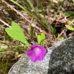 Ipomoea purpureaᱵᱟᱦᱟ