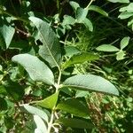 Lonicera caerulea Leaf