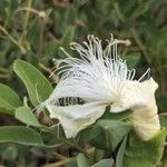 Capparis cordifolia