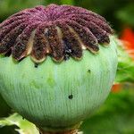 Papaver orientale Frukt