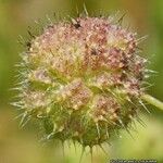 Urtica pilulifera Frukto