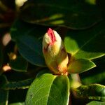 Rhododendron haematodes Annet