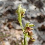 Ophrys insectifera Flor