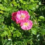 Rosa gallicaFlower