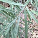 Sapium haematospermum Blad