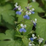 Collinsia verna Plante entière