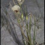Calochortus excavatus Квітка