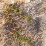 Euphorbia inaequilatera Leaf