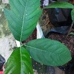 Artocarpus heterophyllus Лист