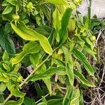 Centropogon cornutus Leaf