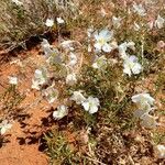 Oenothera albicaulis Floro