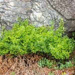 Asplenium cuneifolium Sonstige