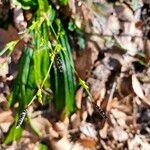 Carex plantaginea Cvet
