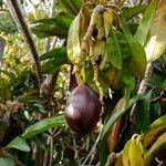Cerbera manghas Vrucht