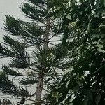 Araucaria laubenfelsii عادت داشتن