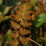 Woodsia alpina Hoja