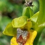 Ophrys lutea Blomst