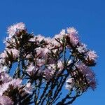Rhododendron pubescens Hábito
