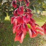 Erythrina crista-galli Кветка