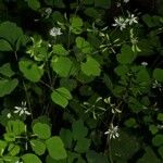 Thalictrum clavatum Hábito