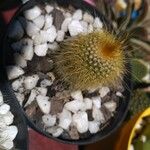 Parodia lenninghausii Fuelha