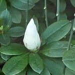 Rhododendron indicum Cvet