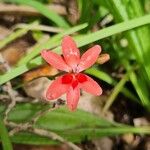 Freesia laxa Flower