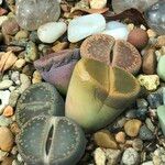 Lithops spp. 整株植物