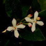 Ixora vieillardii Flower