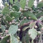 Opuntia bonaerensis Hoja