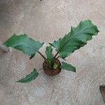 Alocasia lauterbachiana Leaf