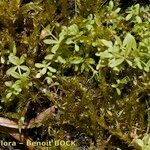 Galium trifidum Plante entière