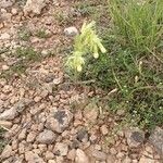 Onosma arenaria Flower