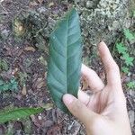 Swietenia macrophylla Leaf