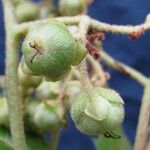 Saurauia montana Fruit